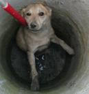 Két méter mély csatornából szabadítottak ki állatvédõk egy legyengült kutyát