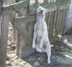 A láncra kikötött kutya a kerítésre akadva fulladt meg