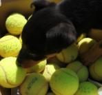 Teniszlabdát kaptak a gazdira váró kutyusok