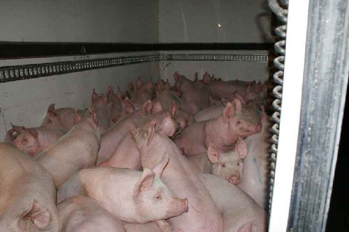 Borzasztó körülmények között voltak a malacok