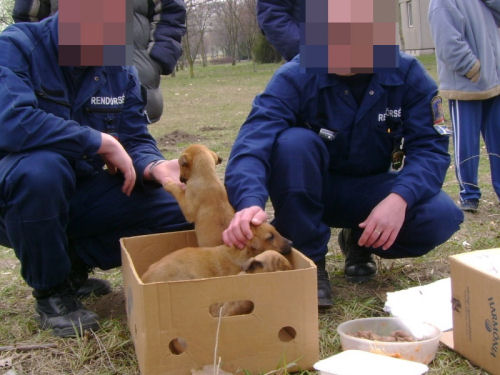 Gazdát szereztünk az utcára dobált kutyakölykök és anyjuk számára!