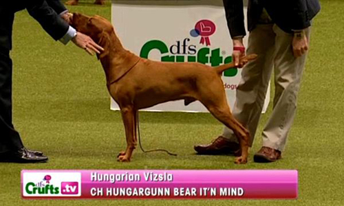 Yogi, a magyar vizsla lett a legjobb és legszebb