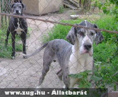Nog-ot az utcáról szedtük össze a gazdájának...