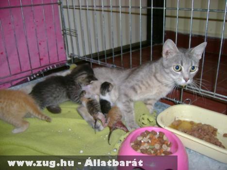 Újszülött kiscicákat kötöttek zacskóba