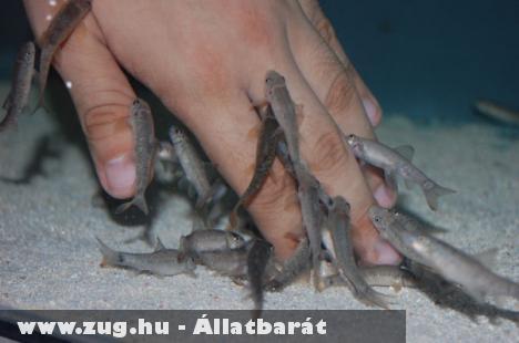 Gyógyító állatok