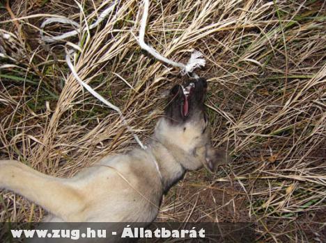 Felakasztották a kiskutyát - durva képpel
