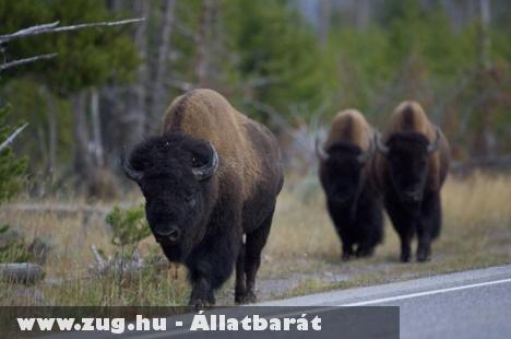 Yellowstone Nemzeti Park: Elkóborolt a csorda