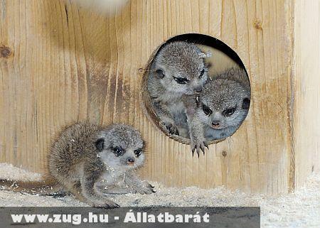 Három apró szurikáta-csemetével lett gazdagabb a Schönbrunni Állatkert