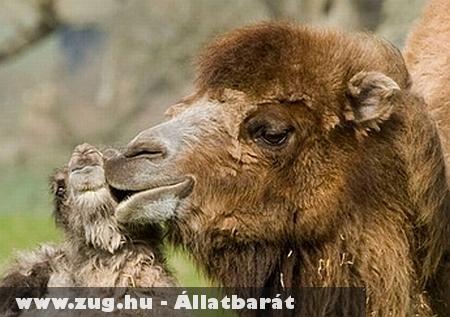 Ki látott már tevepuszit?