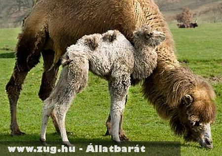 Ki látott már tevepuszit?