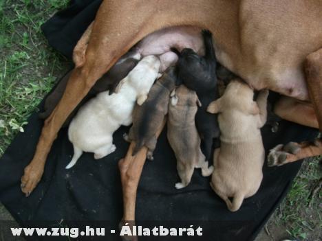 Pótmama neveli az utcára dobott újszülött kutyákat - képekkel