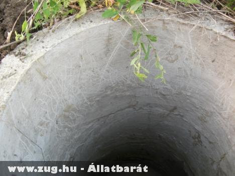 Két méter mély csatornából szabadítottak ki állatvédõk egy legyengült kutyát