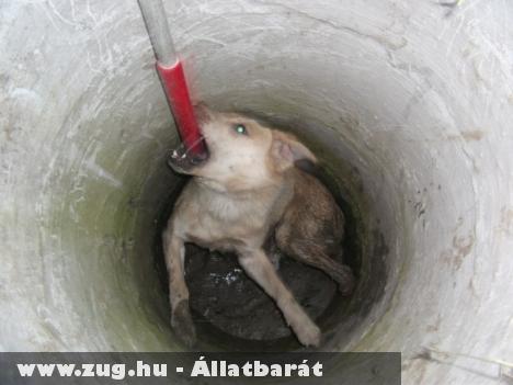 Két méter mély csatornából szabadítottak ki állatvédõk egy legyengült kutyát