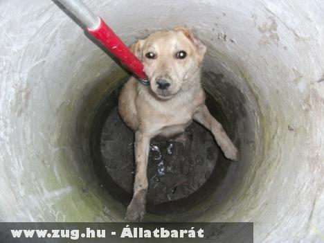 Két méter mély csatornából szabadítottak ki állatvédõk egy legyengült kutyát
