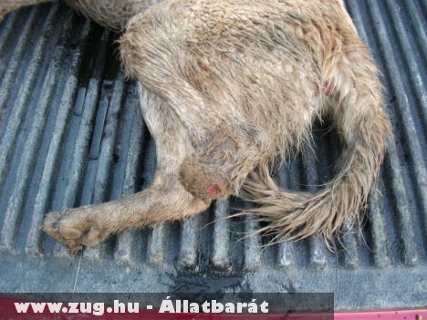 Két méter mély csatornából szabadítottak ki állatvédõk egy legyengült kutyát