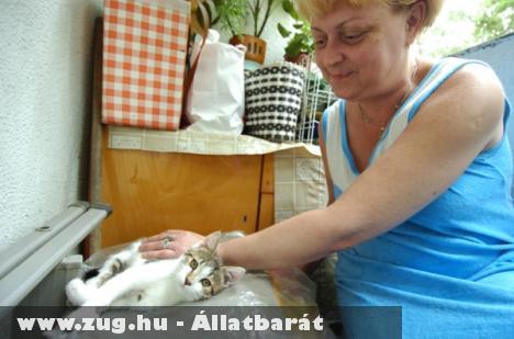 Kiscicát dobtak az erkélyre - fotókkal