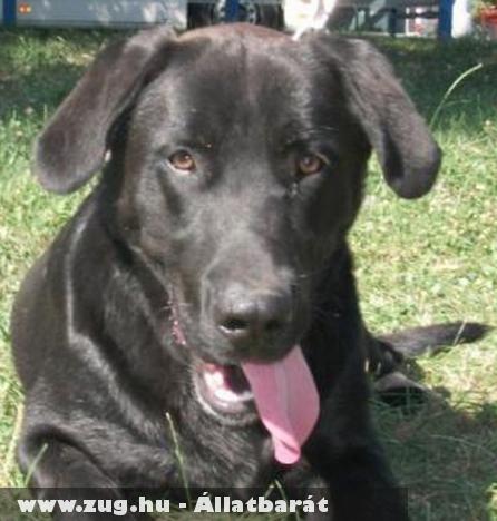 Néró a labrador kan visszakerült gazdájához