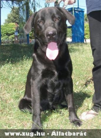 Néró a labrador kan visszakerült gazdájához