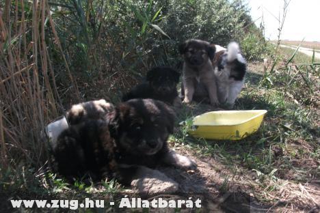 Kutyák bukkantak elõ a nádasból