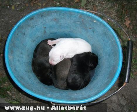 Vödörben végezték volna a kidobott kiskutyák