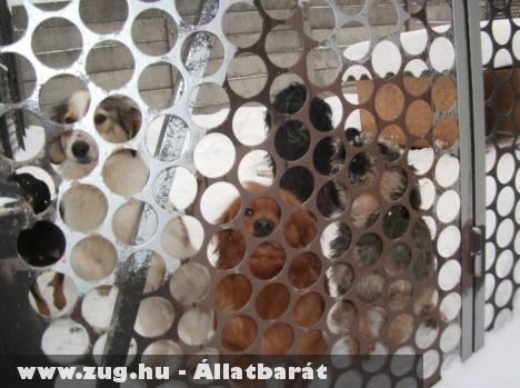 Hóhelyzet jelentés az Állatvédelmi Központból - képgalériával