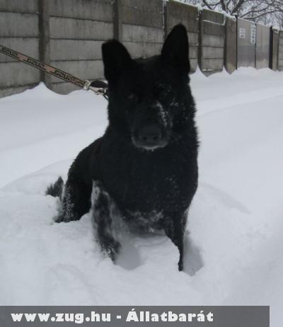 Black Jack, Zsumi, Maya, Szaszi, Pumi, Mara kutyák gazdihoz kerültek