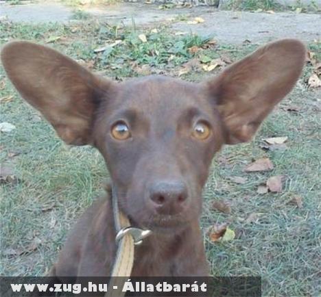 Black Jack, Zsumi, Maya, Szaszi, Pumi, Mara kutyák gazdihoz kerültek