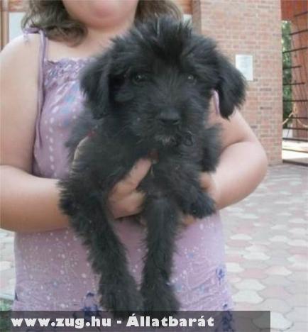 Black Jack, Zsumi, Maya, Szaszi, Pumi, Mara kutyák gazdihoz kerültek