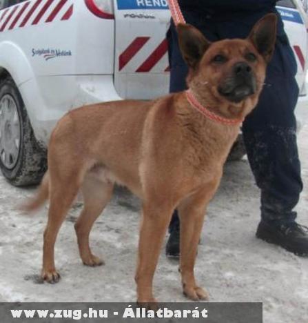 Goldi, Foltika, Brúnó, Hektor, Sebi, Szini, Szoni kutyák gazdihoz kerültek