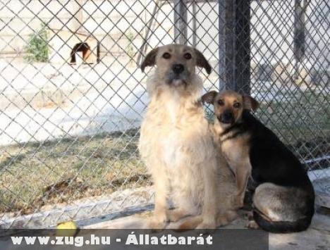 Állatmentés: Mardel, Teri, Erzsi, Némó, York, Dodó, Barni, Silver, Slave, Blikk, Klikk szeretõ gazdihoz kerültek