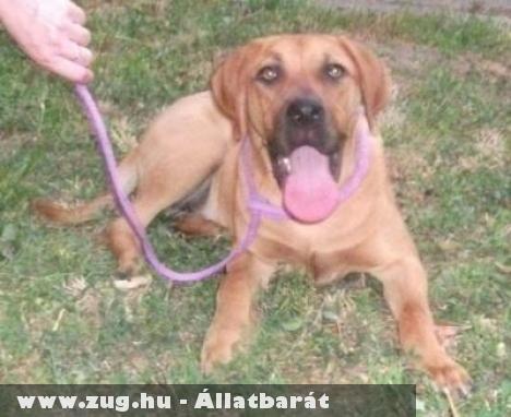 Állatmentés: Mardel, Teri, Erzsi, Némó, York, Dodó, Barni, Silver, Slave, Blikk, Klikk szeretõ gazdihoz kerültek