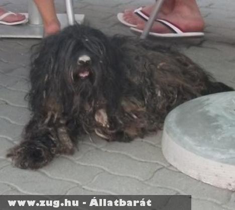 Állatmentés: Mardel, Teri, Erzsi, Némó, York, Dodó, Barni, Silver, Slave, Blikk, Klikk szeretõ gazdihoz kerültek