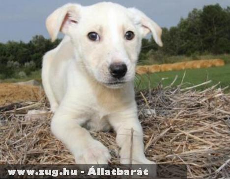 Ez történt 2012-ben – összefoglaló az állatmentõ feladatokról