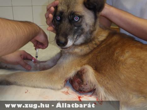 Haldokló kutyát dobott utcára egy lelketlen állatkínzó