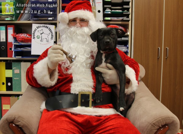 Köszönjük támogatóink segítségét - állatmentő kutyakarácsony