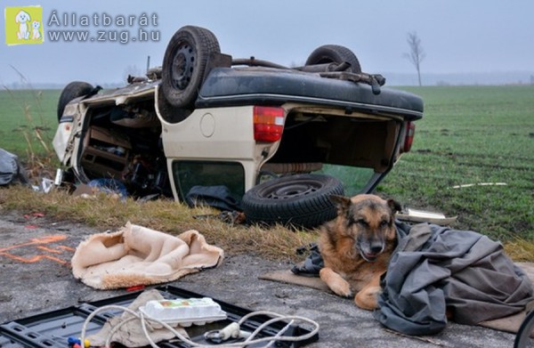 Kutya őrizte az autóroncsot, gazdája a balesetben meghalt