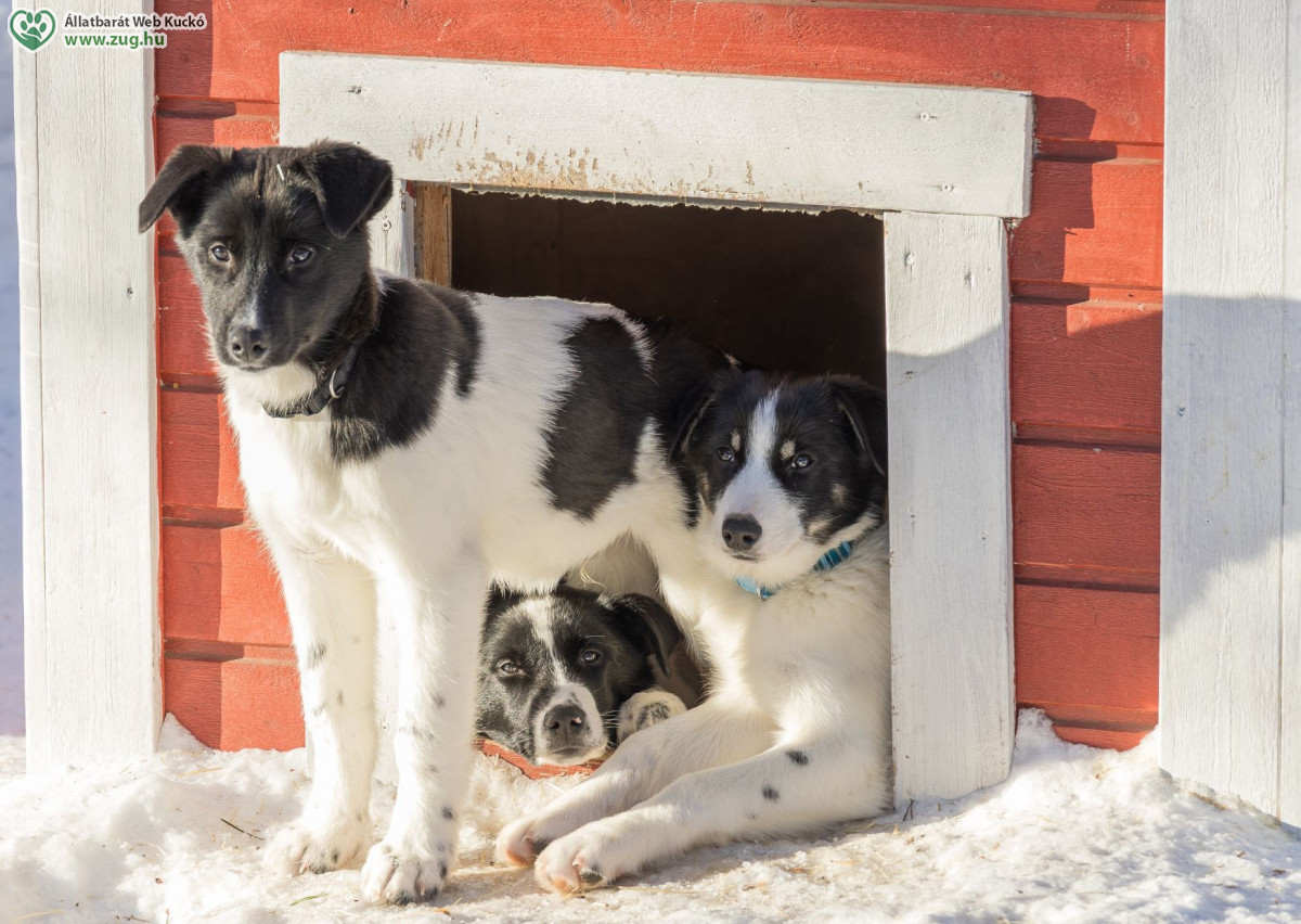 Cikkek / Kutyaház - télen és nyáron is fontos védelem