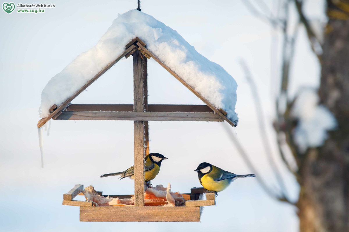 Madáretető - állatvédelem