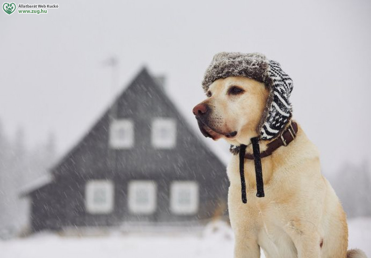 Fagyriadó - Kutyahideg időszak következik!