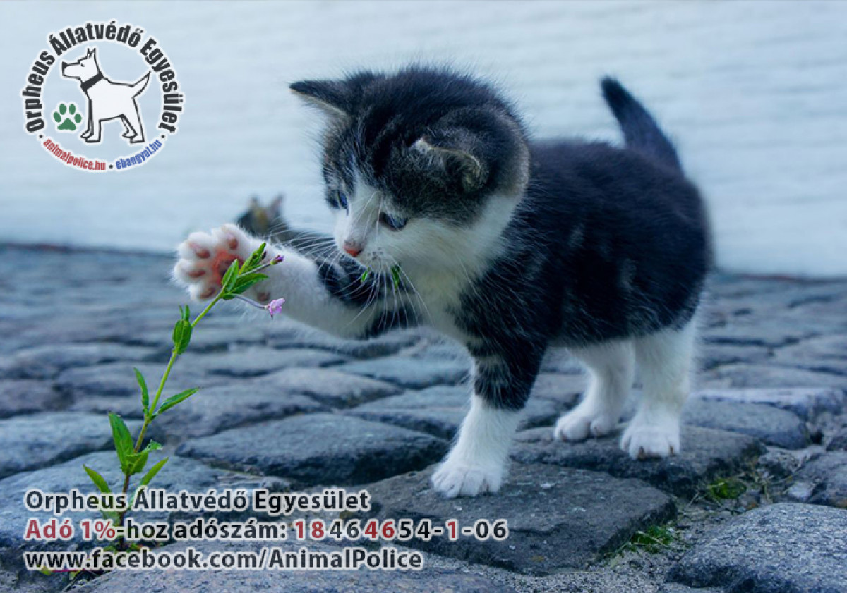 Cikkek / Tavaszi állatvédelem: fontos teendők házi kedvenceinkért és a felesleges szaporulat megelőzéséért