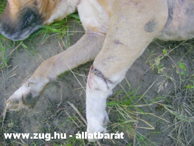 A harci kutya utolsó órája