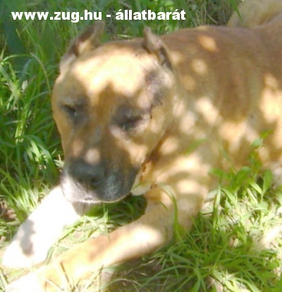A harci kutya utolsó órája