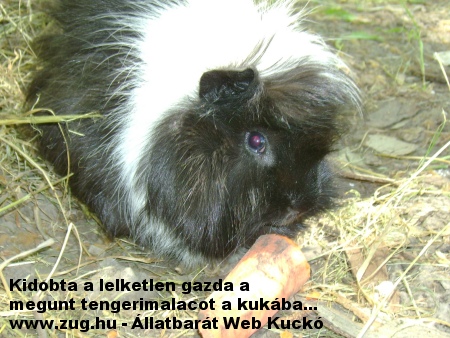 Kukába dobták a megunt tengeri malacot