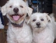 Utcáról szedtük össze Micut és Babart, a bichon havanese kutyusokat