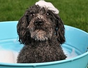 Kutyusunk szakszerű fürdetése