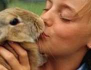 Húsvéti állatstopot kérnek az állatvédők