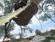 Pánik a kirajzott méhek miatt - méhraj mentés
