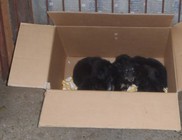 Panelházak közé dobálták ki a kiskutyákat - állatmentés