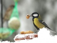 Hóban életmentő a madarak etetése