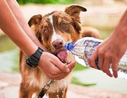 Kutyameleg: házi kedvenceinket is hőguta fenyegeti - állatvédelem
